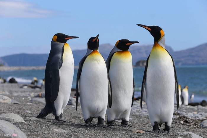 chim cánh cụt sống ở đâu 2