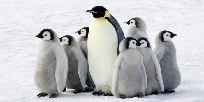 chim cánh cụt sống ở đâu 3